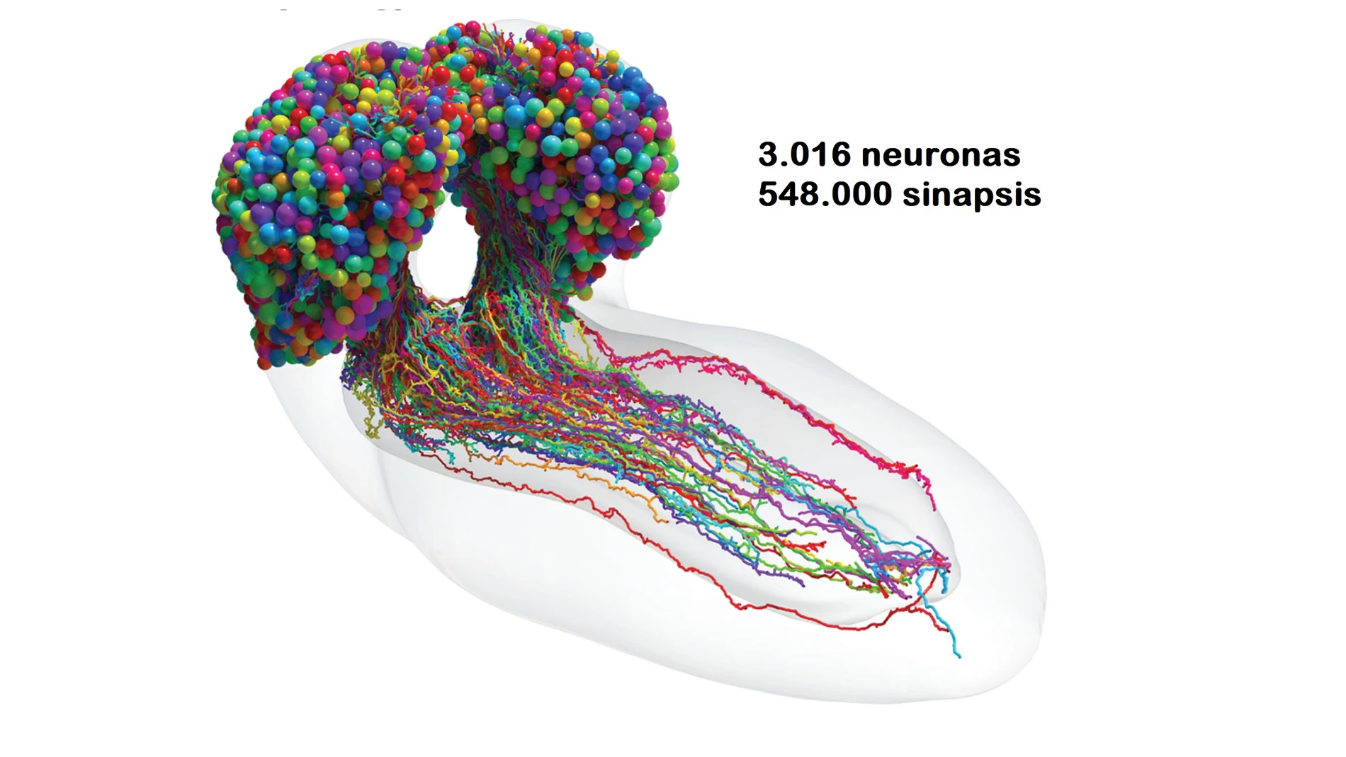Los científicos completan el primer mapa del cerebro de un insecto, un "logro histórico"