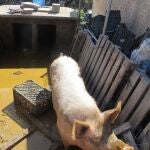 Cerda rescatada por la Guardia Civil
