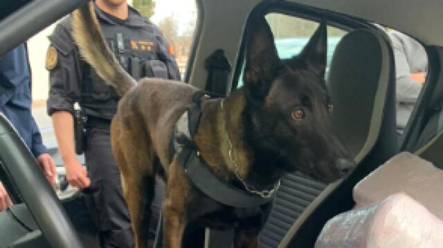 Este es "Conan", el pastor belga malinois al que no se escapa un alijo de droga