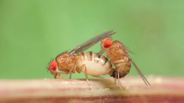 Moscas de la fruta apareándose