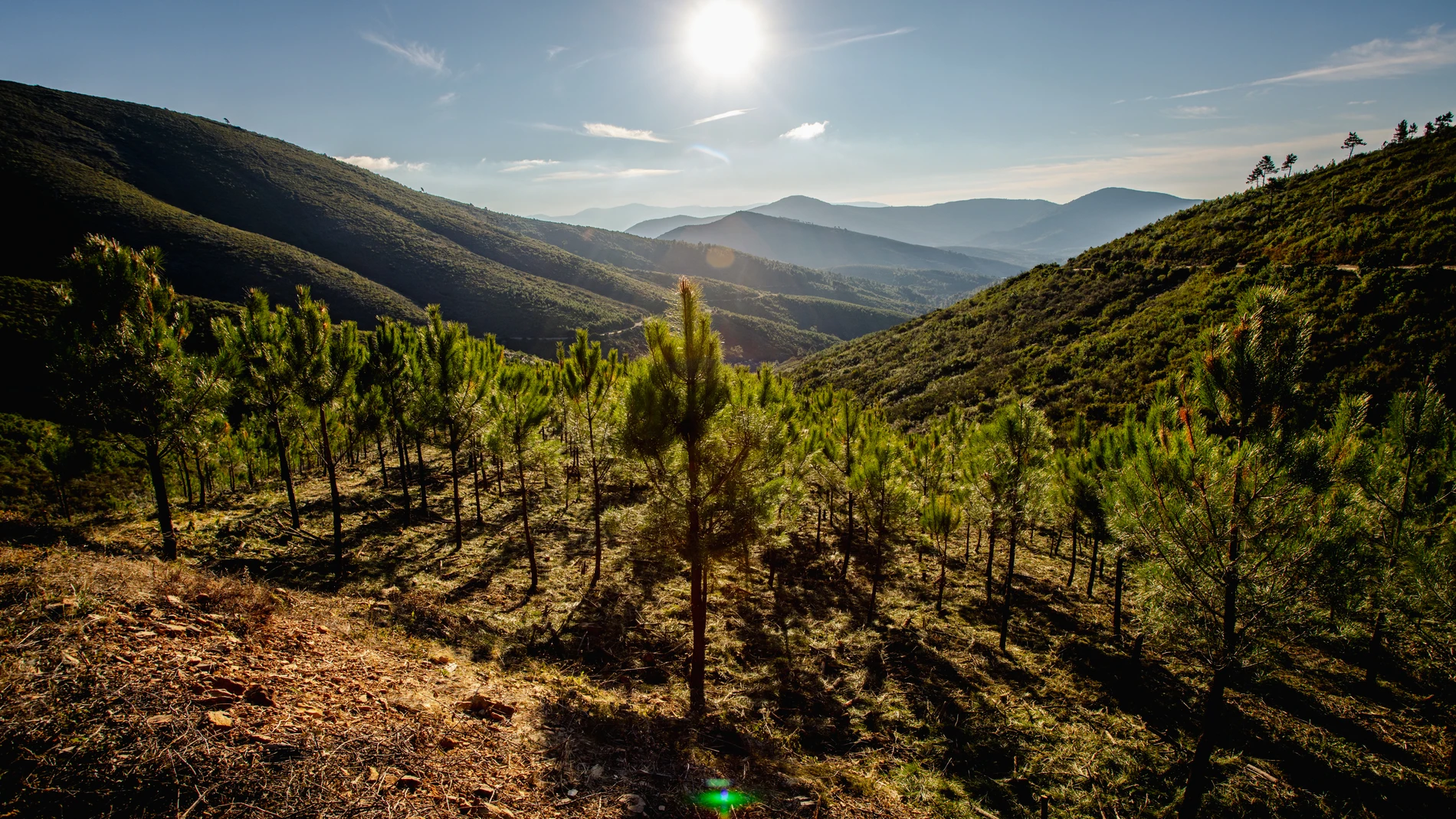 Desde el marketplace Motor Verde se puede participar en la reforestación de varios bosques