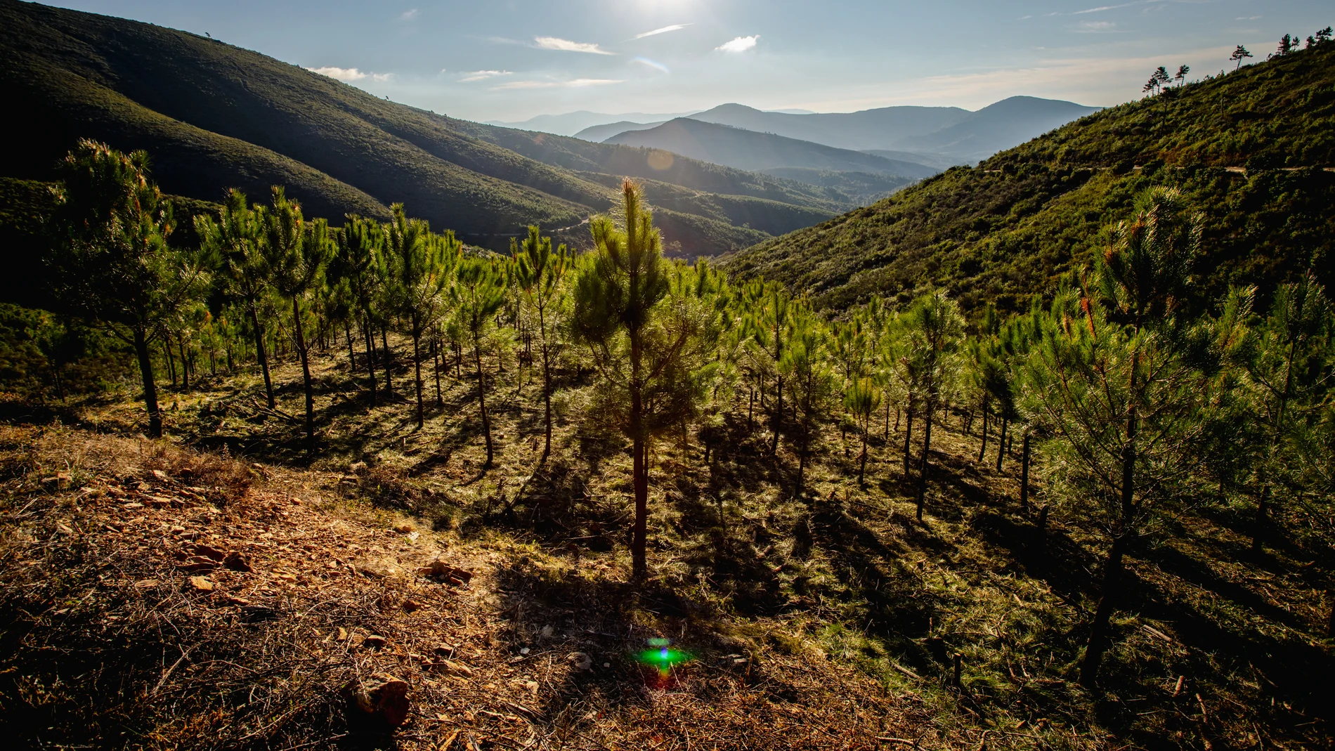 Los bosques son una solución natural para absorber el CO₂