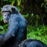 Chimpancé en una fotografía de stock 