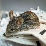 El ratón para cuya cura pedían dinero.