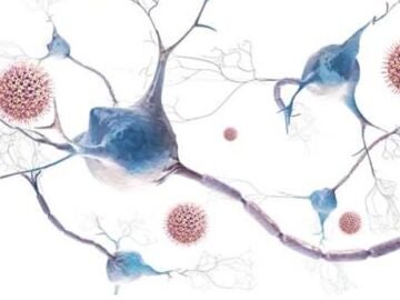 El virus de la varicela z&oacute;ster (VVZ) es un herpesvirus que causa dos enfermedades, en ambos casos prevenibles gracias a la vacunaci&oacute;n.