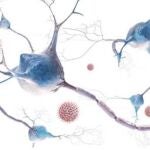 El virus de la varicela zóster (VVZ) es un herpesvirus que causa dos enfermedades, en ambos casos prevenibles gracias a la vacunación.