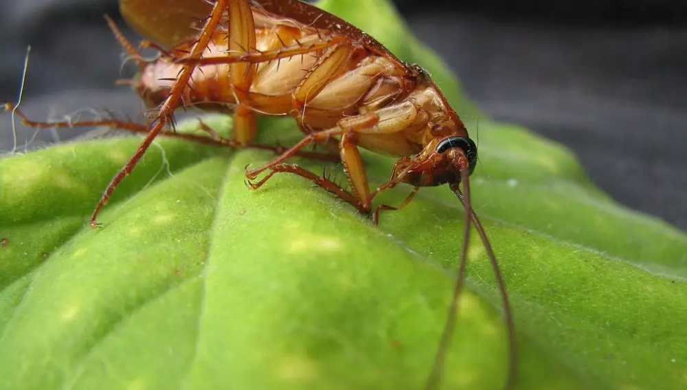 Los insecticidas afectan al sistema nervioso de las cucarachas, haciendo que el rigor mortis afecte de forma desigual a las diferentes extremidades