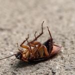 La mayoría de las cucarachas muertas que solemos ver, han muerto por algún tipo de envenenamiento