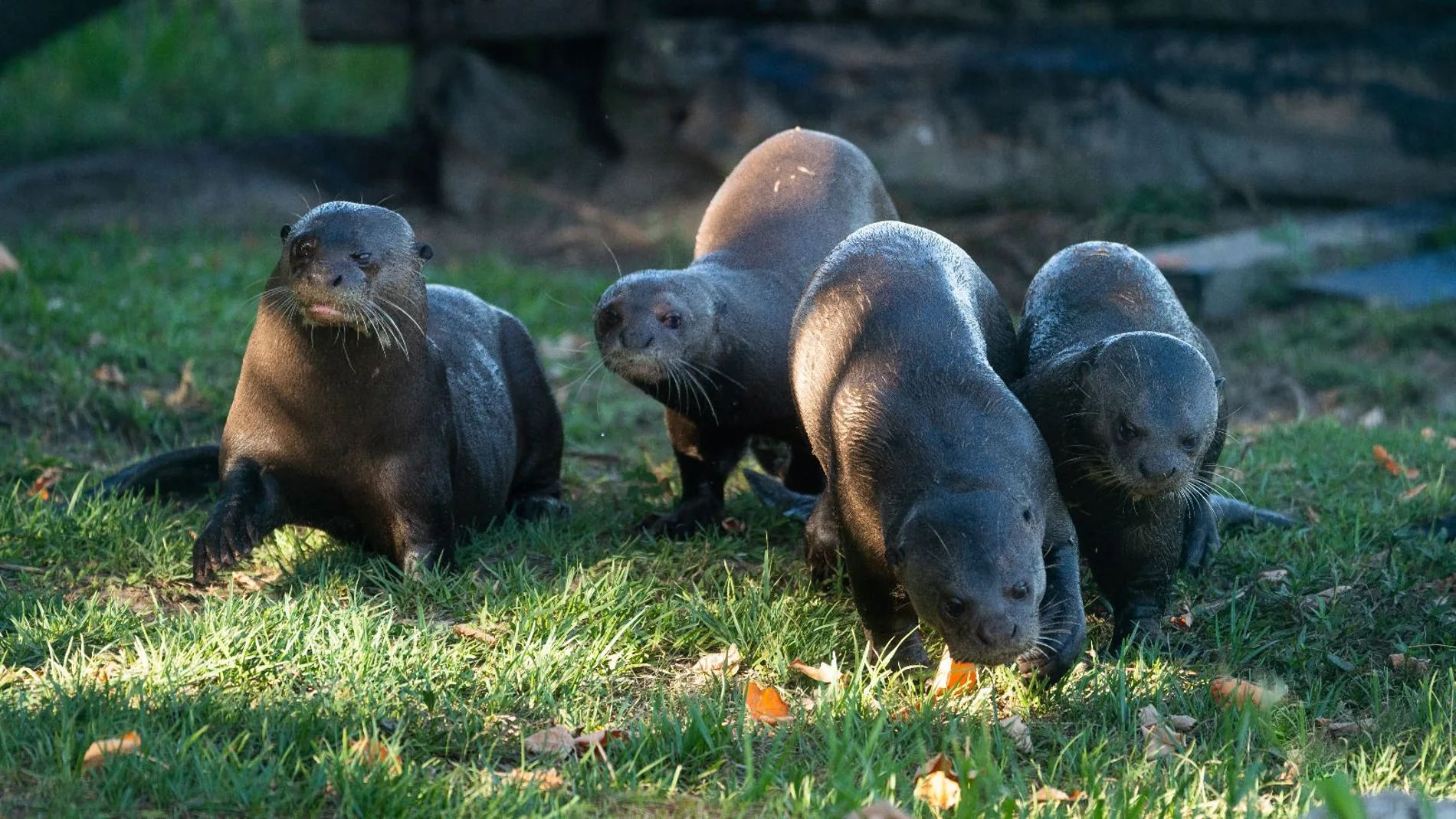 Grupo de nutrias del Zoo de Madrid