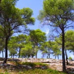 Bosque de pinos