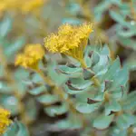 Este superalimento milenario reduce el estrés, la depresión y aumenta el deseo sexual