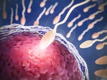 Una nueva técnica permite seleccionar espermatozoides para elegir el sexo del bebé Una nueva técnica permite seleccionar espermatozoides para elegir el sexo del bebé