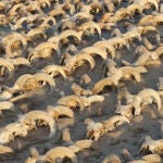 Las cabezas de más de 2.000 carneros momificados que se han hallado en el templo de Ramsés II