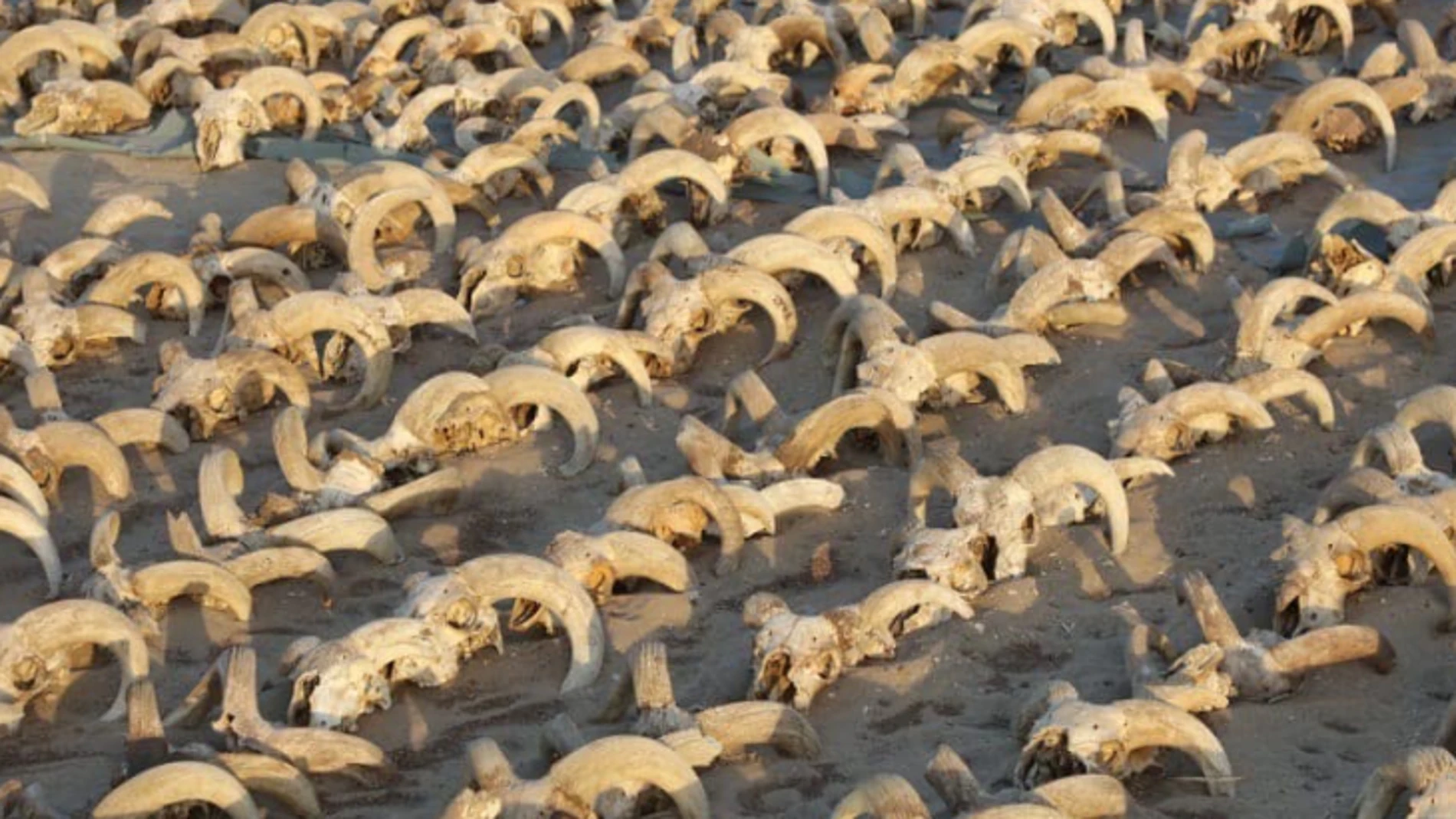 Las cabezas de más de 2.000 carneros momificados que se han hallado en el templo de Ramsés II