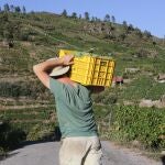 El Senado se abre a equiparar las prestaciones por desempleo de los temporeros en Andalucía y Extremadura