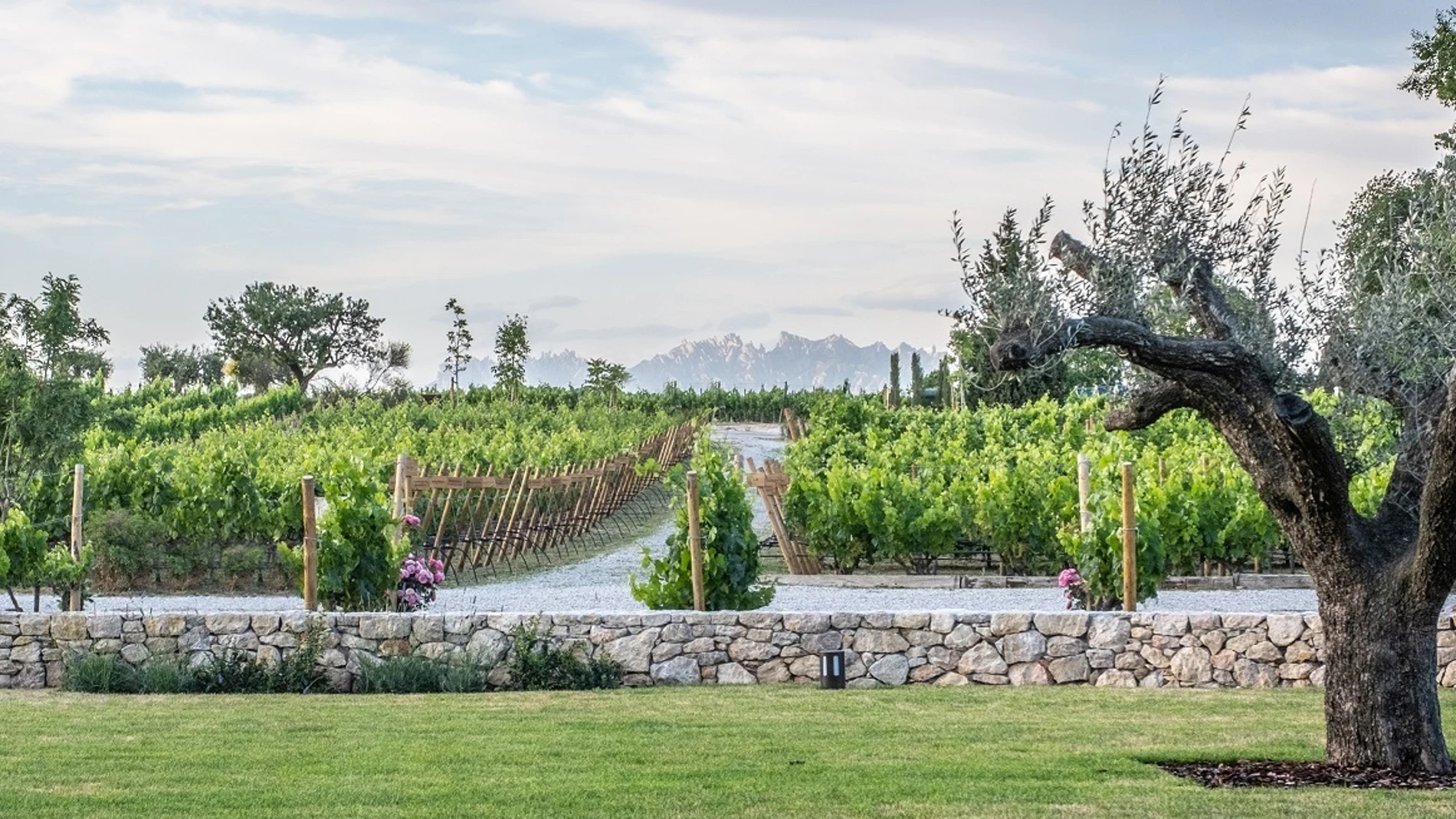 Economía.- Familia Torres, Vega Sicilia y La Rioja Alta, entre las 50 bodegas más admiradas del mundo