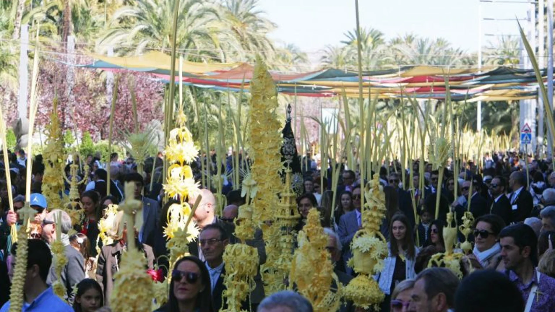 Domingo de Ramos en Elche