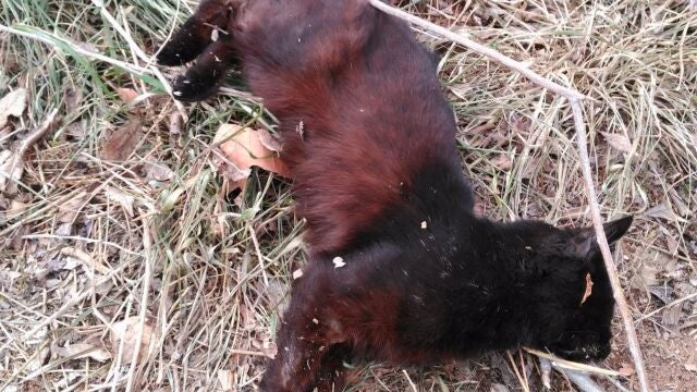 Pacma denuncia la aparición de una cabeza de gato decapitada en un colegio de la capital jiennense