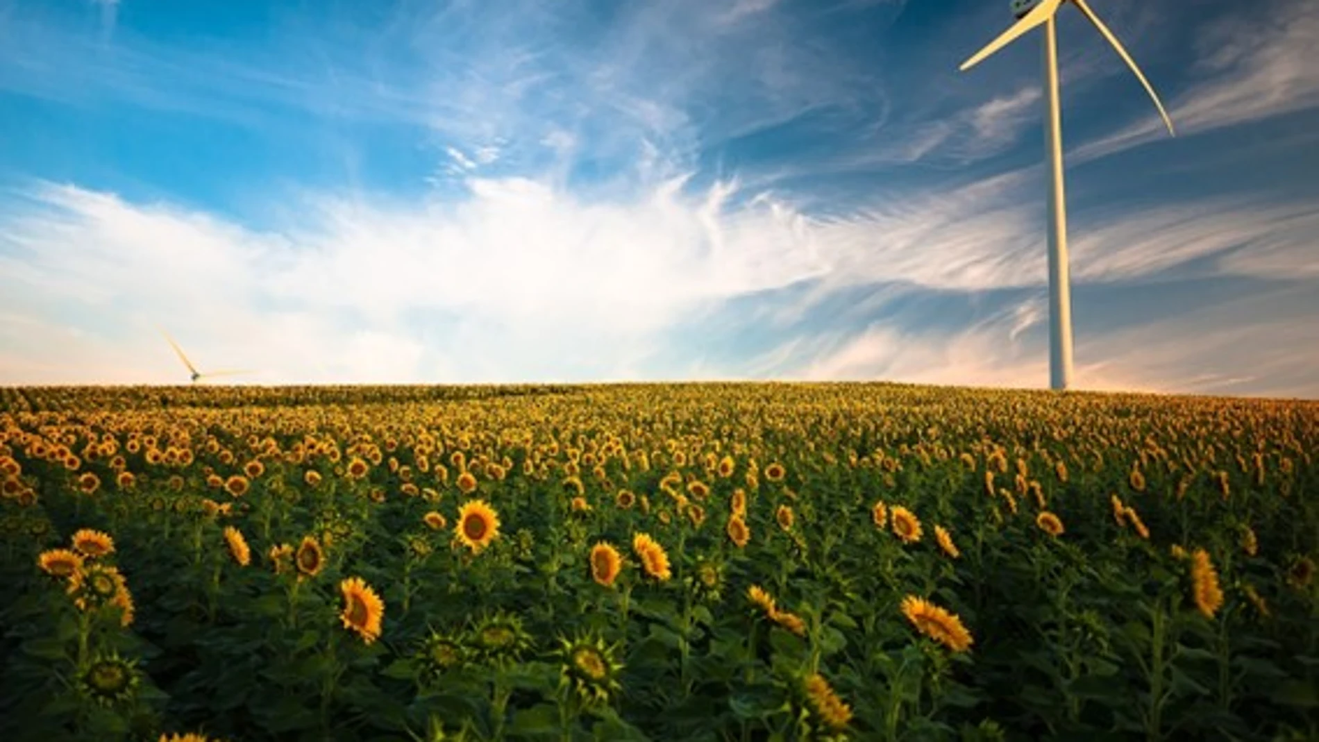 Aerogenerador en un campo de girasoles (Pixabay)
