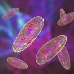 Bacteria de la peste