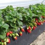 Plantación de fresas