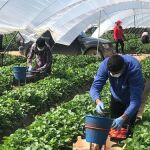 Temporeros en la recogida de fruta
