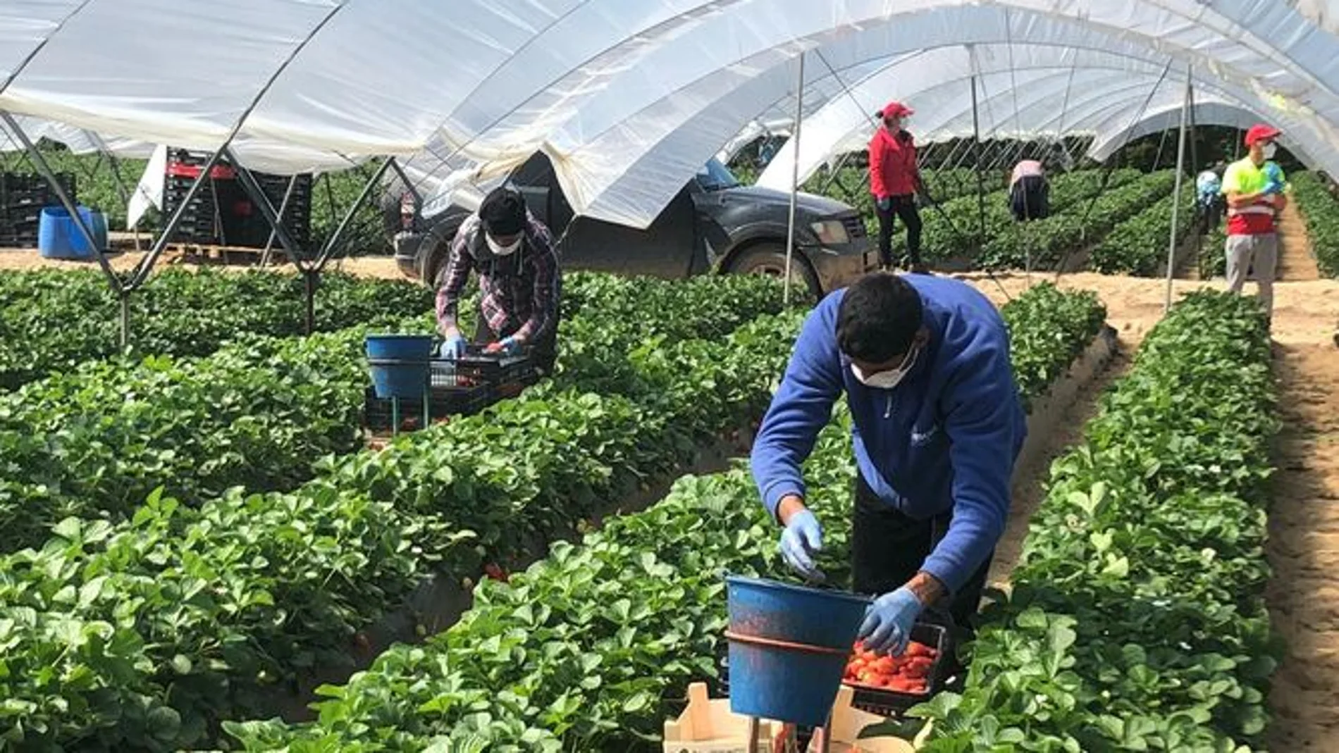 Temporeros en la recogida de fruta