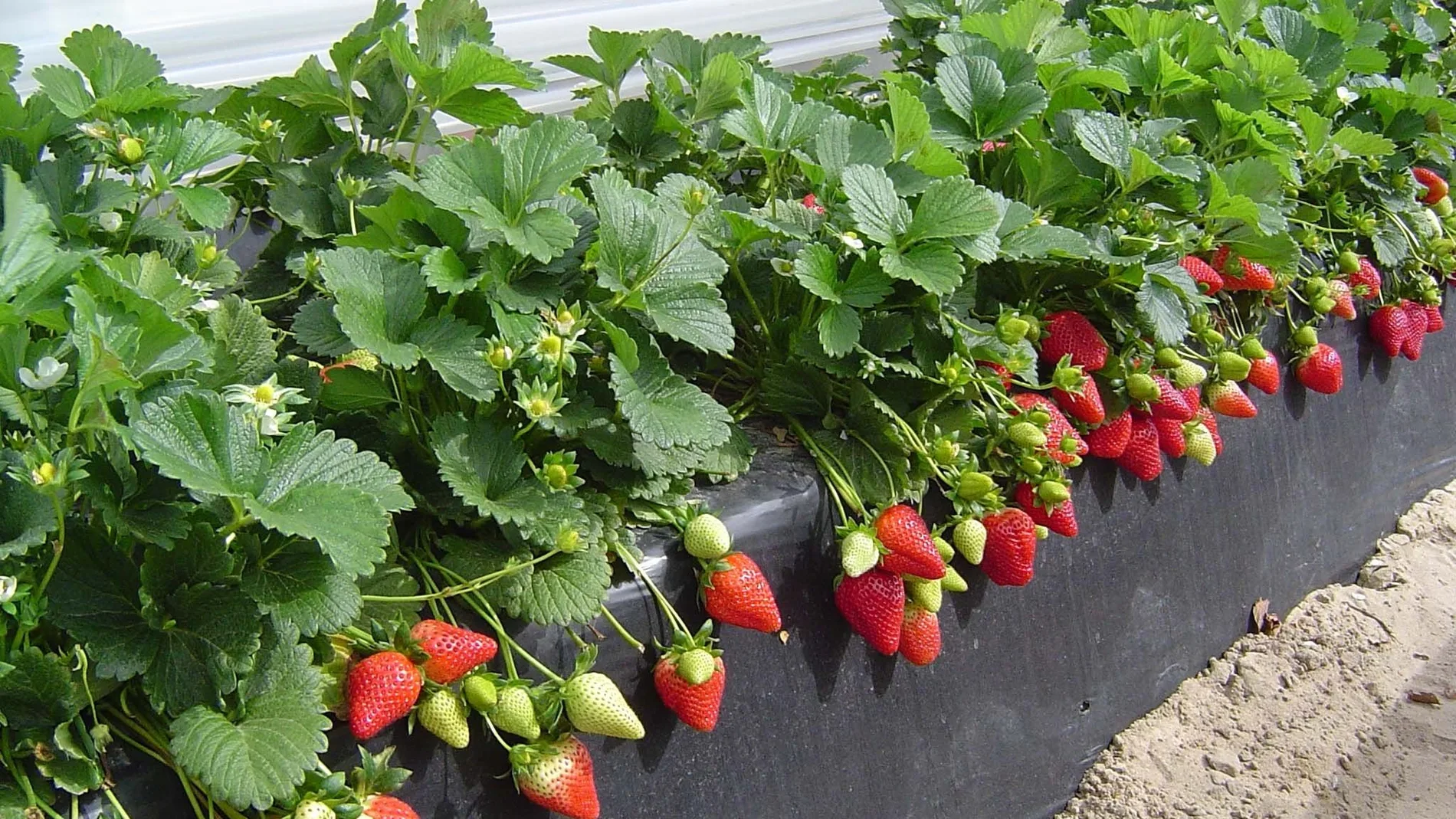 La sequía y el retraso de las temporeras de Marruecos complica la campaña de frutos rojos