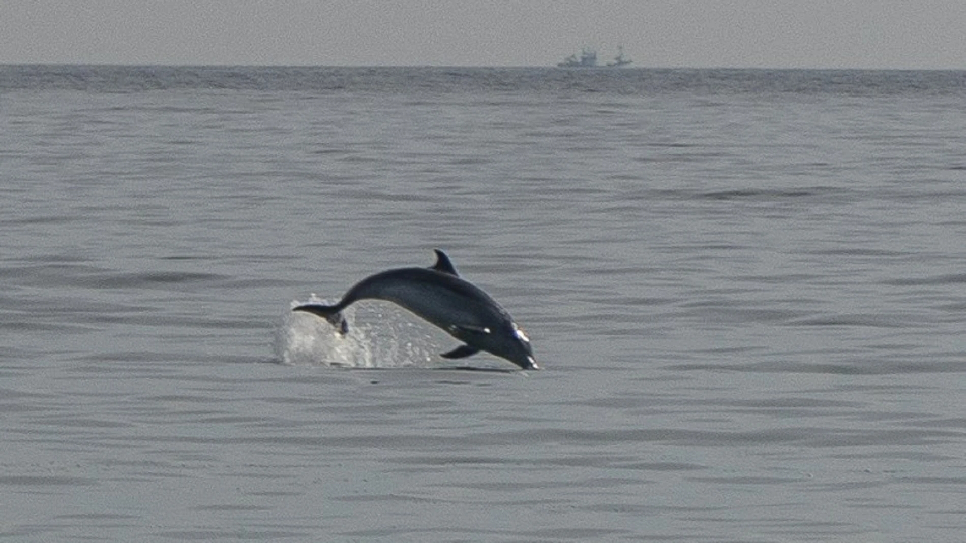 GRAF3384. SANTANDER, 31/05/2022.- Un grupo de unos cinco delfines se ha acercado este martes a la costa cántabra, en concreto a las playas de El Sardinero, en Santander, algo que "no es normal pero es habitual" para conseguir alimento, según ha explicado a Efe el director del Museo Marítimo del Cantábrico, Gerardo García-Castrillo.