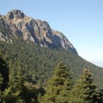 Pinsapar ubicado en la sierra de Grazalema (Cádiz)