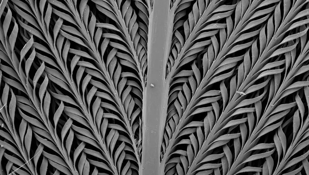 Imágenes de microscopía electrónica en el que se puede observar la estructura de la pluma. A la derecha se pueden observar las puntas rizadas que actúan como tapones.