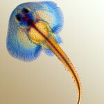 Tinción de una raya en la que se observa sus cartílagos (azul) y sus huesos (rojo)