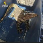 El Varano localizado por la Guardia Civil