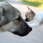 El laboratorio Anna Zamansky ha comenzado a explorar en un campo que hasta ahora era sujeto a interrogantes: la interpretación de las emociones de nuestras mascotas