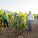 Pese a la escueta producción, el vino con denominación de origen almeriense ha ganado importantes reconocimientos