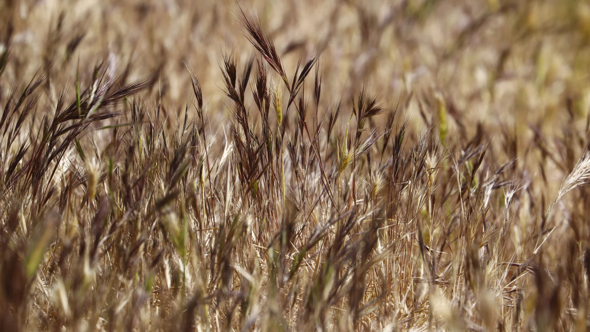 Trigo seco por falta de agua en una plantación en Córdoba.