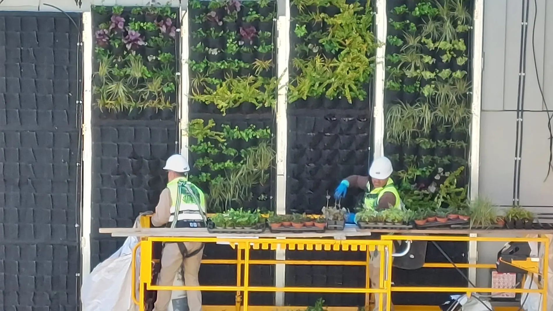 Continúan las instalaciones del proyecto Calle 30 Natura que busca cubrir los muros de la circunvalación de vegetación