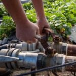Finca del cultivo de fresas ubicada en la zona de regadío al norte de la Corona Forestal de Doñana