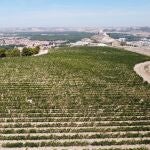 Panorámica de los viñedos en páramo, a algo más de 900 metros de altitud de Tomás Postigo en Peñafiel