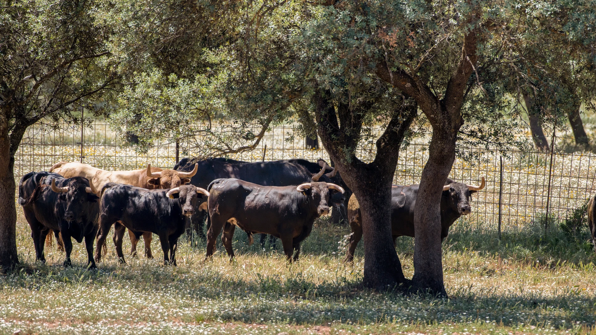 JAÉN, 25/04/2023.- Vista de varios toros en su hábitat de crianza en la finca Dehesa Burguillo de Jaén. La provincia de Jaén es uno de los territorios de España con más ganaderías (más de 80) y con mayor presencia de actividades en torno del toro de lidia, un lugar privilegiado para acercarse al mundo taurino. Estas ganaderías conforman un interesante mapa turístico que gira en torno al mundo del toro bravo: desde la cría a la explotación en las dehesas, los oficios, artesanías y costumbres a...