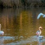 Aves en el acuífero de Doñana