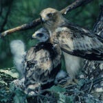 Pareja de águila calzada
