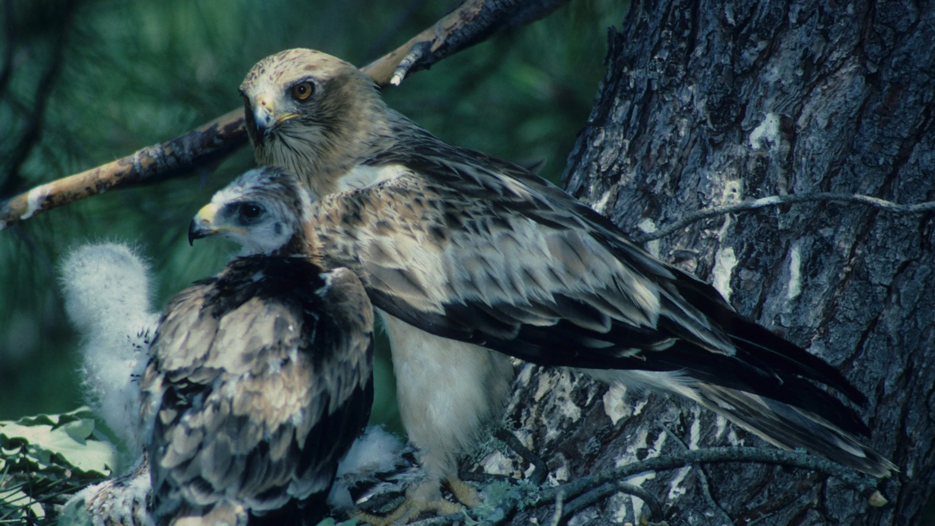 Pareja de águila calzada