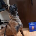 La perra de la Policía de Zaragoza "Coca"