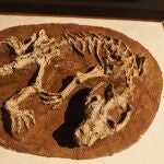 China,Skelton of Repenomamus Giganticus.