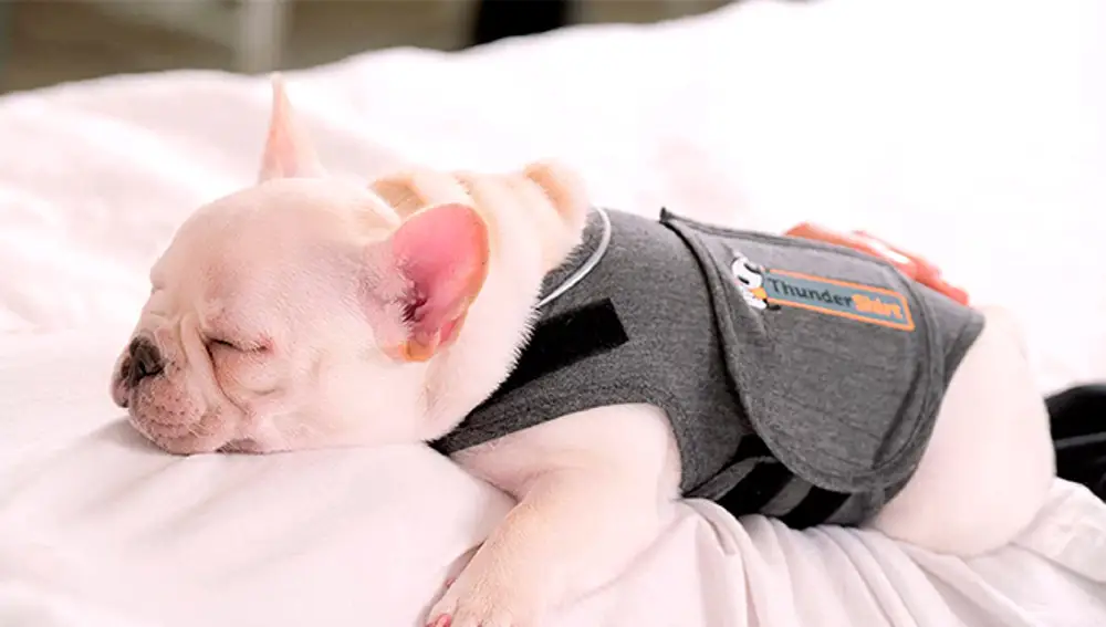 Chaqueta anti ansiedad para perros de Thundershirt.