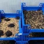 Cría tenebrios para alimentar animales y abono en Insectropía
