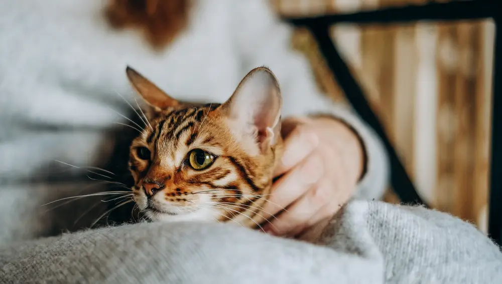 El sonido que emiten los gatos se ha convertido en una nueva terapia para controlar el estrés