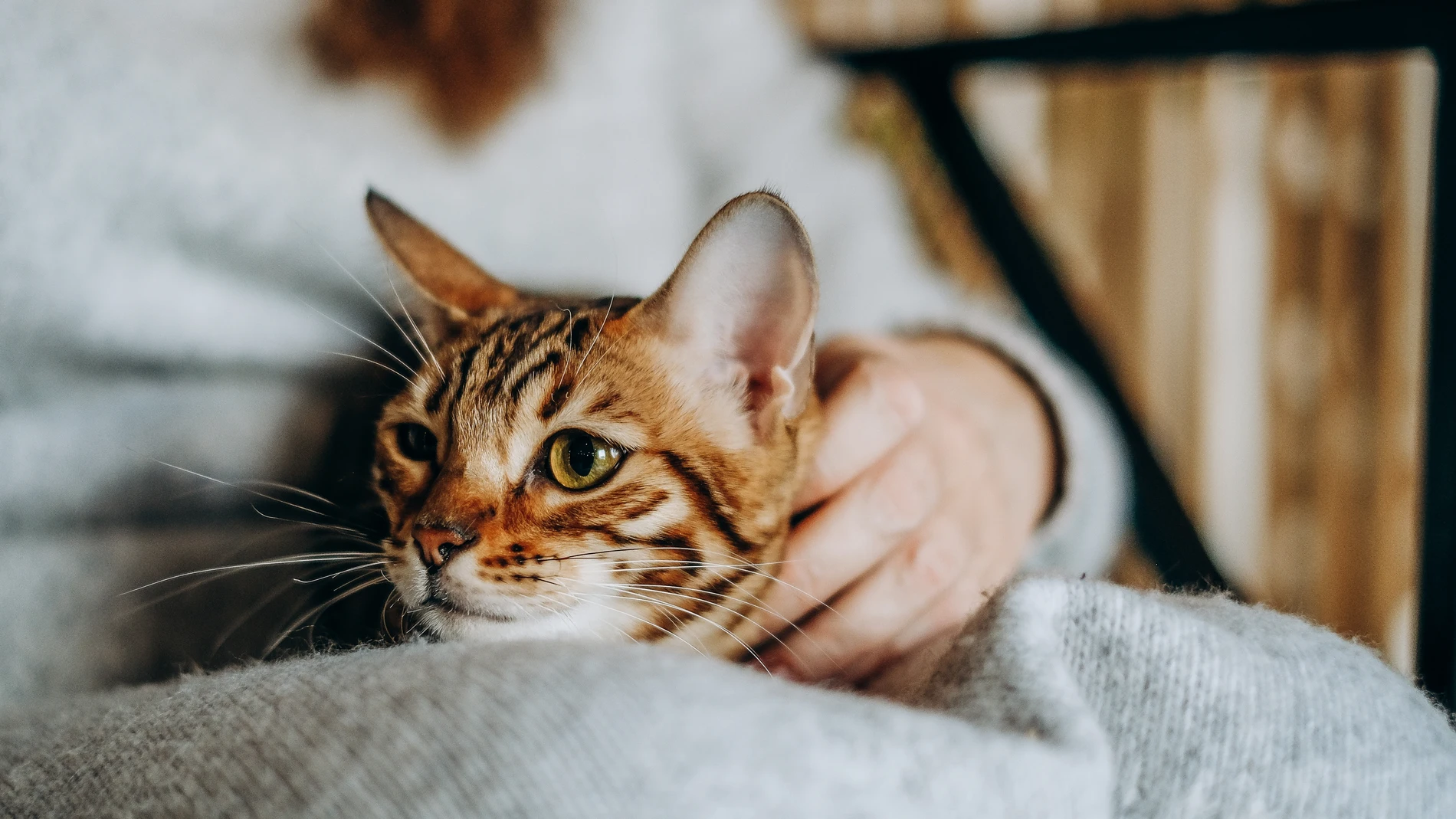 El sonido que emiten los gatos se ha convertido en una nueva terapia para controlar el estrés