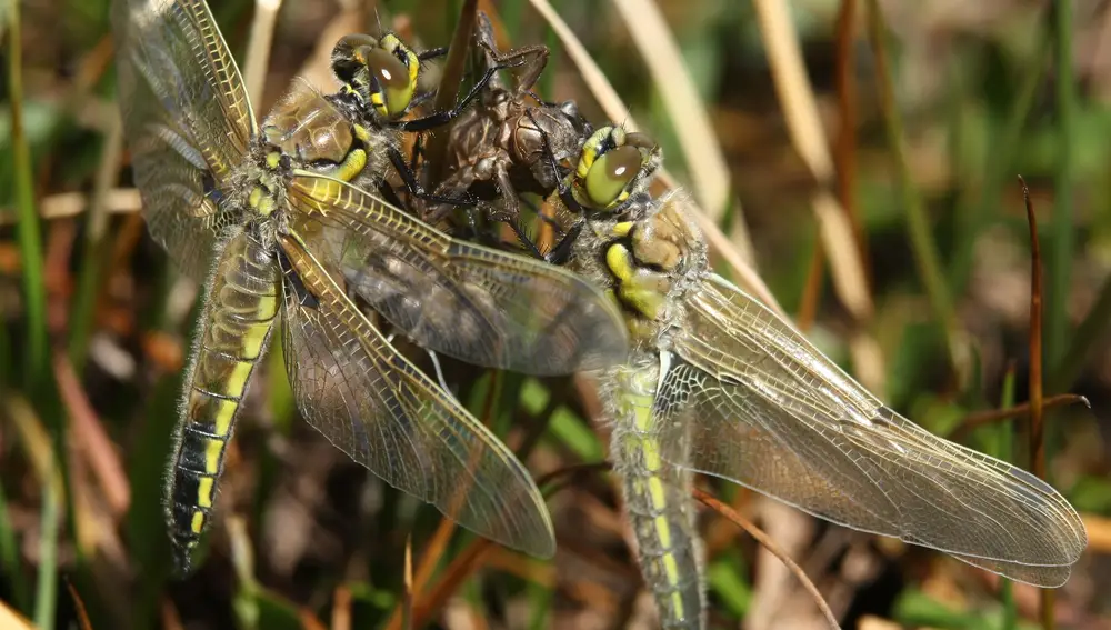 En la imagen Libellula quadrimaculata